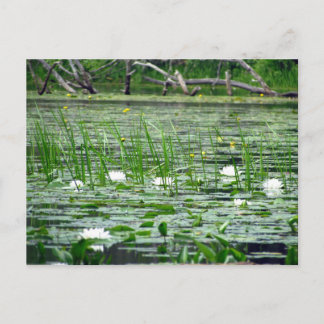 Carte postale Lillies d'eau