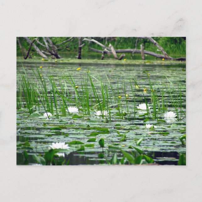 Carte postale Lillies d'eau (Devant)