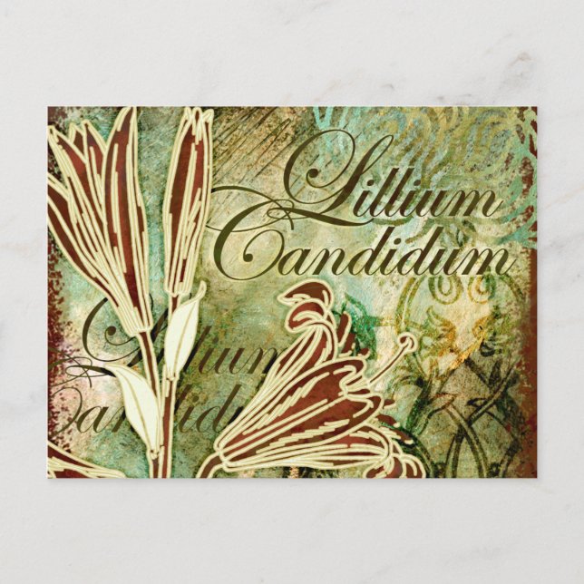 Carte Postale Lillium Candidum (Devant)