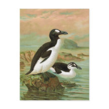 L'illustration Vintage d'Oiseau de la Grande Auk