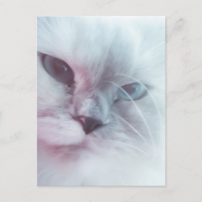 Carte Postale Lilly (Devant)