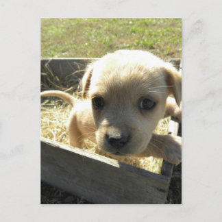 Carte Postale Lilly dans une boîte