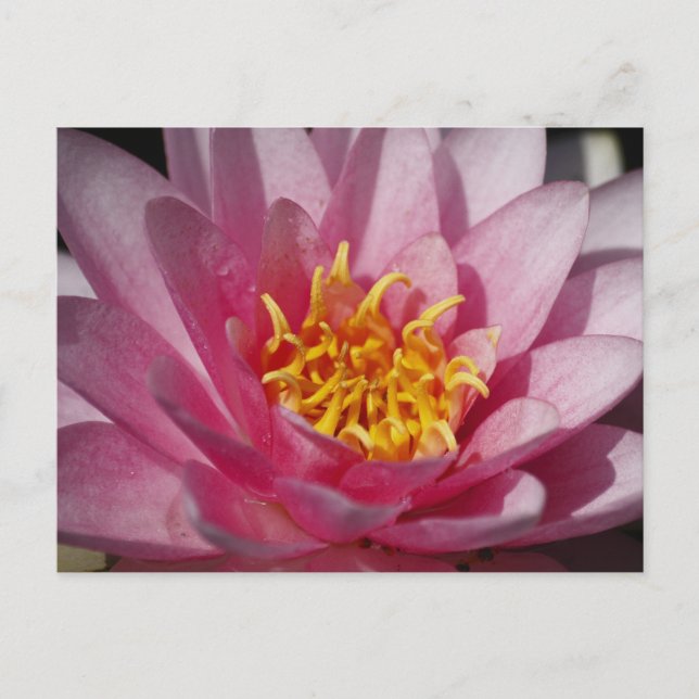 Carte Postale Lilly en gros plan (Devant)