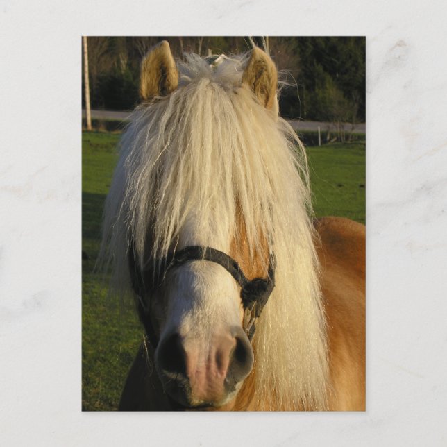 Carte Postale Lil's Bill (Devant)