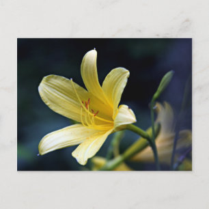 Carte postale Lily