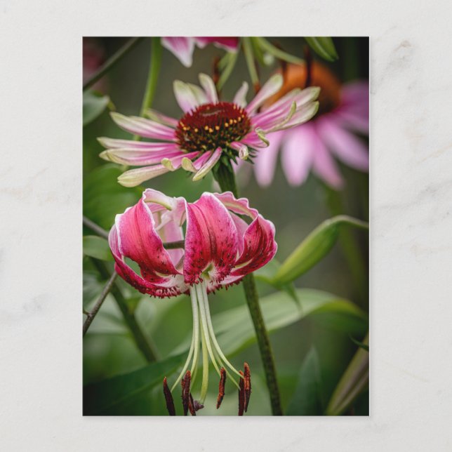 Carte Postale Lily  (Devant)