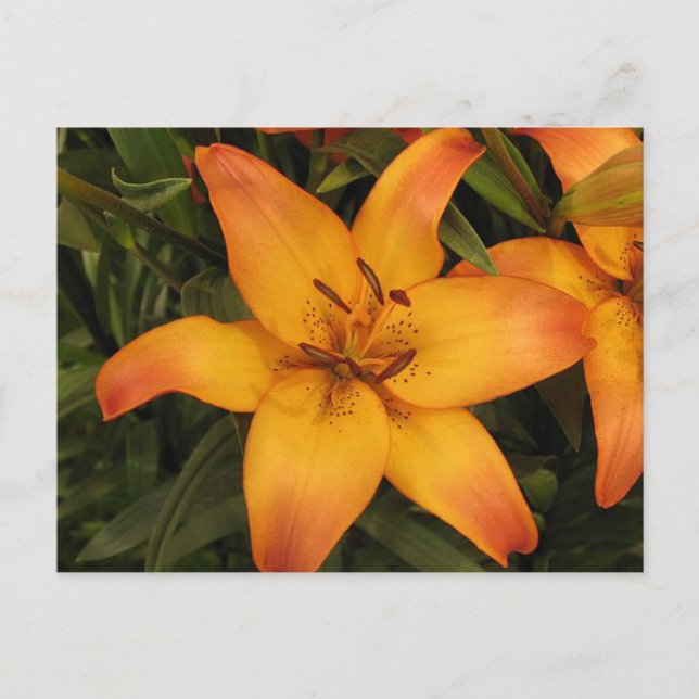 Carte postale Lily (Devant)