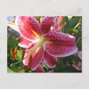 Carte postale Lily