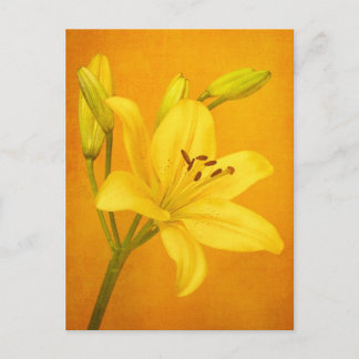 Carte Postale Lily