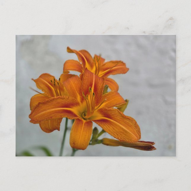 Carte Postale Lily (Devant)