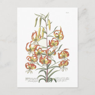 Carte Postale Lily