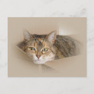 Carte Postale Lily #2