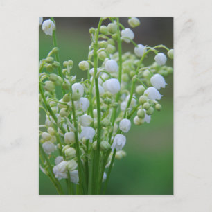Carte Postale Lily de la vallée
