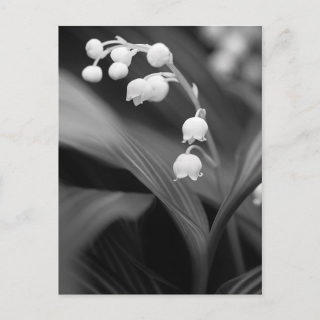 Carte Postale Lily de la Vallée (Devant)