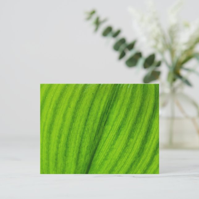 Carte Postale Lily de la Vallée (Debout devant)