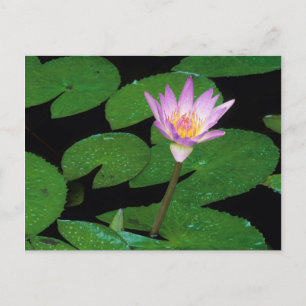 Carte Postale Lily de l'eau bleue du Cap (Nymphaea Capensis)
