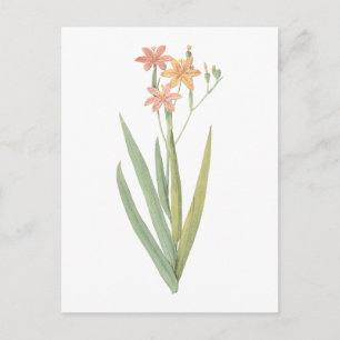Carte Postale lily de myrtilles (Belamcanda chinensis) par Redou