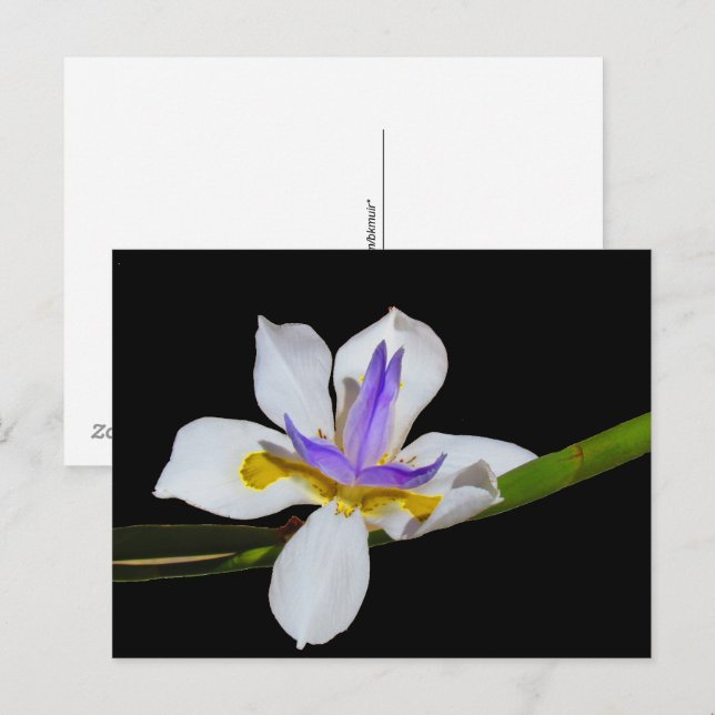 Carte postale - Lily de quinzaine (Devant / Derrière)