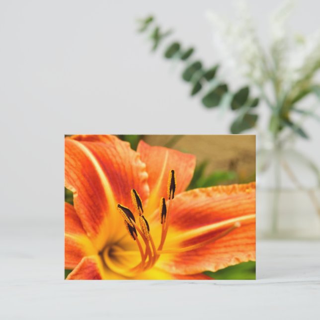 Carte Postale Lily de tigre orange (Debout devant)