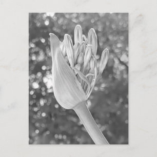 Carte Postale Lily du Nil Fermer noir & blanc