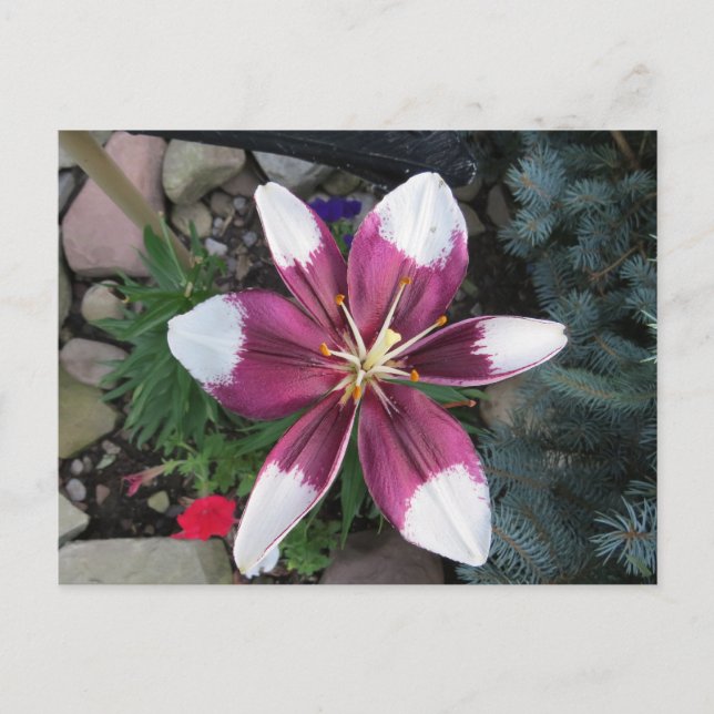 Carte Postale Lily exotique (Devant)