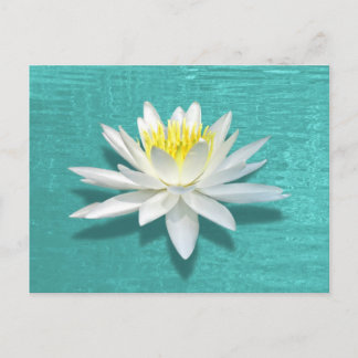 Carte postale Lily flottante sur les ondulations a