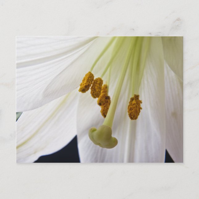 Carte postale Lily Flower (Devant)