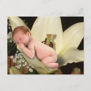 Carte postale Lily Flower Baby