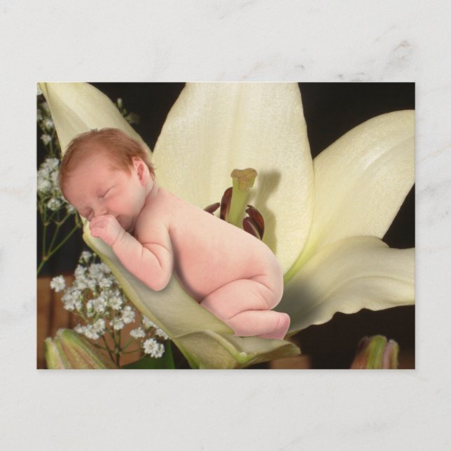 Carte postale Lily Flower Baby (Devant)