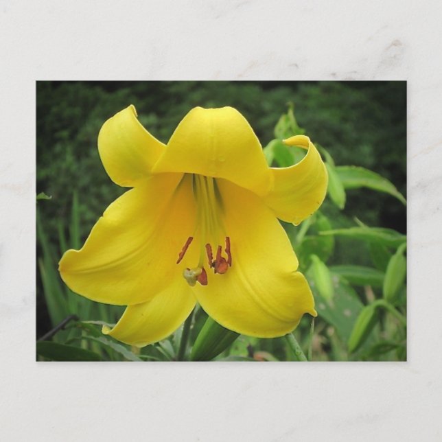 Carte postale Lily jaune (Devant)