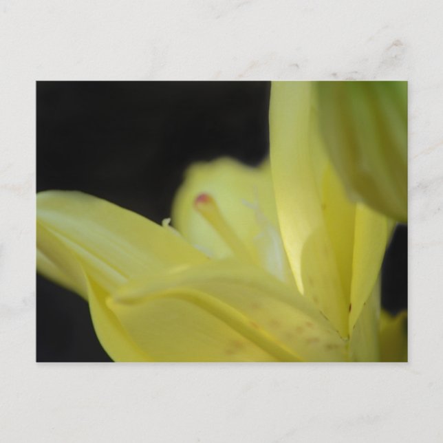 Carte Postale Lily jaune par Shirley Taylor (Devant)