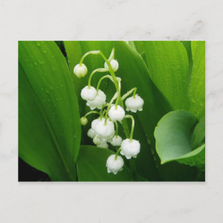 Carte postale Lily-of-the-Valley