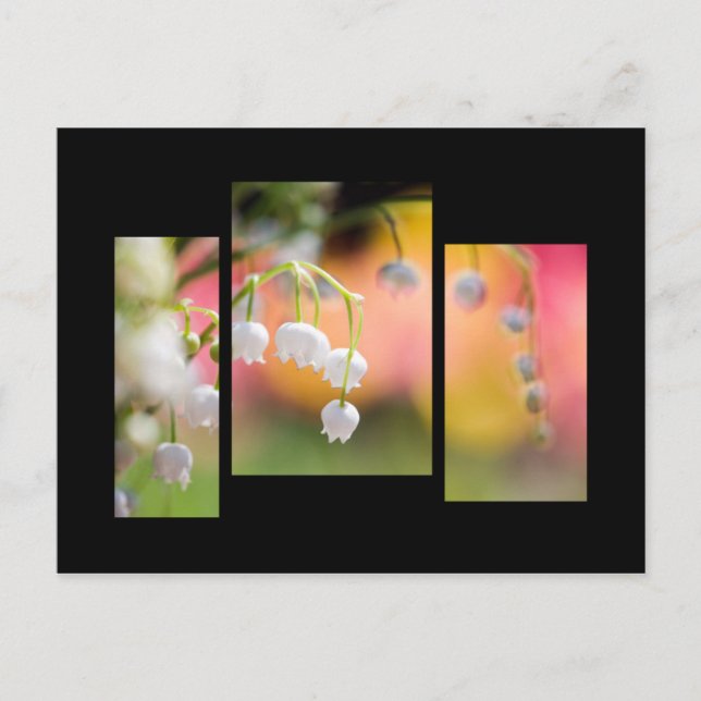 Carte Postale Lily of the valley postcard (Devant)