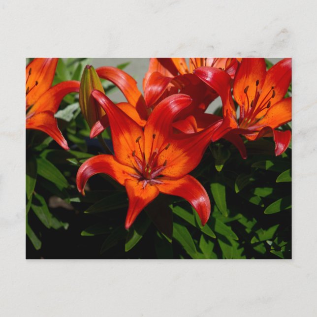 Carte Postale Lily orange rose foncé (Devant)