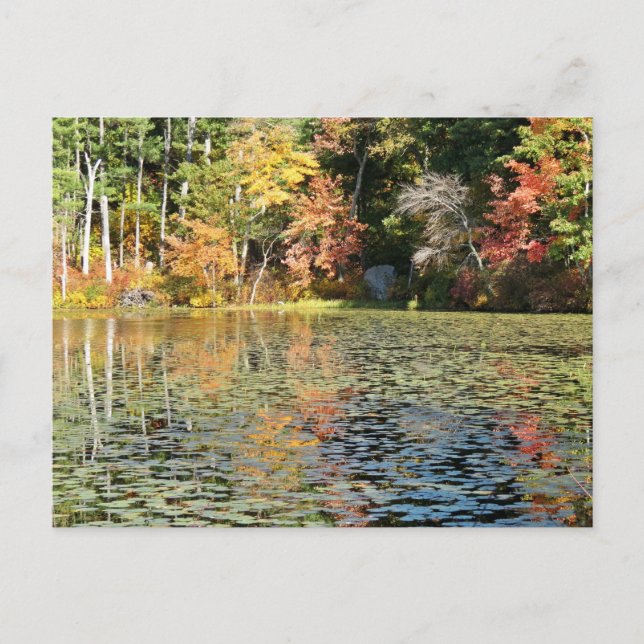 Carte Postale Lily Pad Cove sur Whitney Pond (Devant)