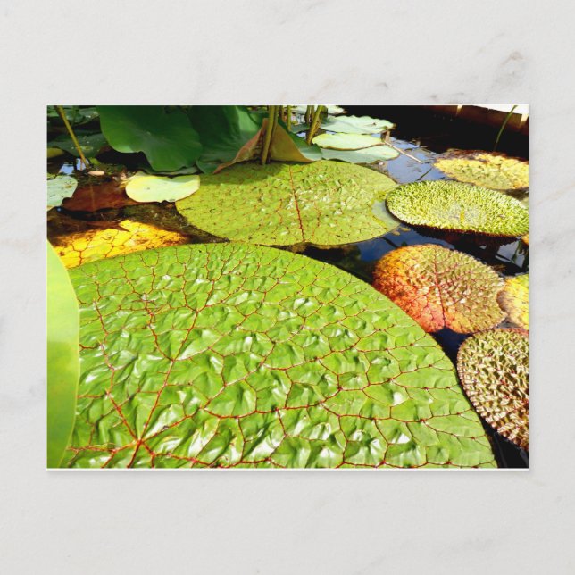 Carte postale Lily Pads (Devant)