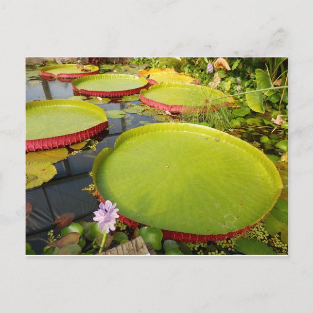 Carte postale Lily Pads (Devant)