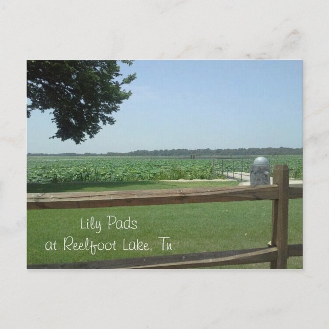 Carte Postale Lily Pads à Reelfoot Lake, Tn (Devant)