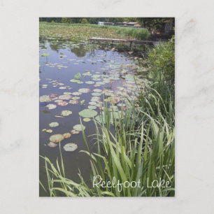 Carte Postale Lily Pads au lac Reelfoot