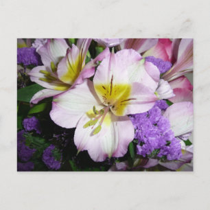 Carte Postale Lily péruvienne
