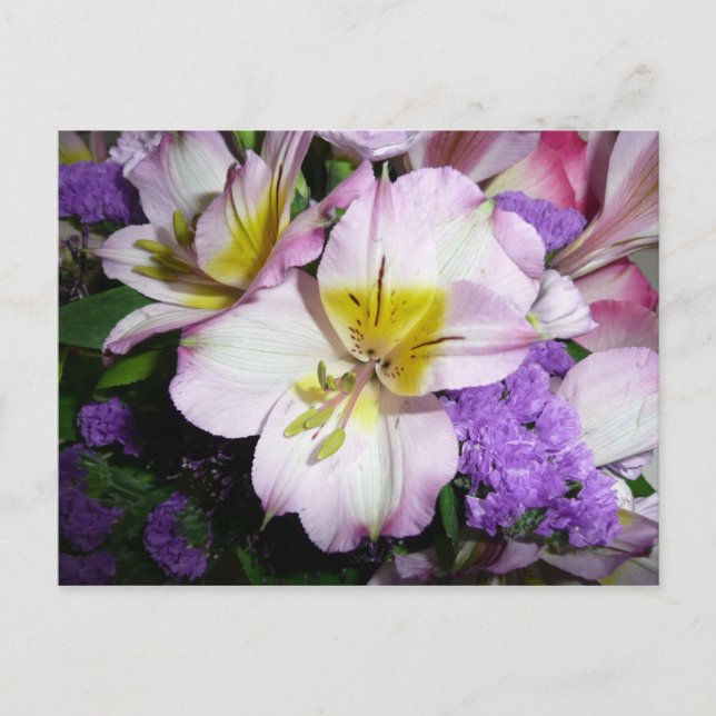 Carte Postale Lily péruvienne (Devant)
