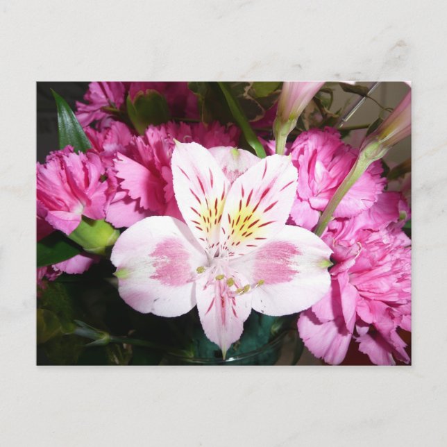 Carte Postale Lily péruvienne (Devant)
