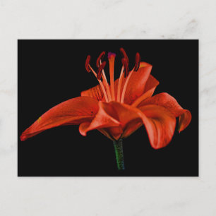 Carte Postale Lily rouge sur noir