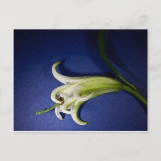 Carte Postale Lily Sur Bleu