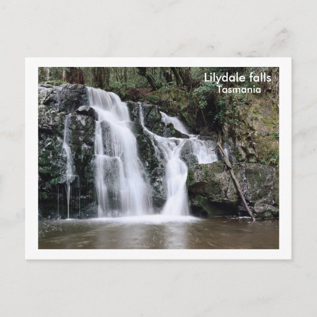 Carte Postale Lilydale chutes, Tasmanie (Devant)