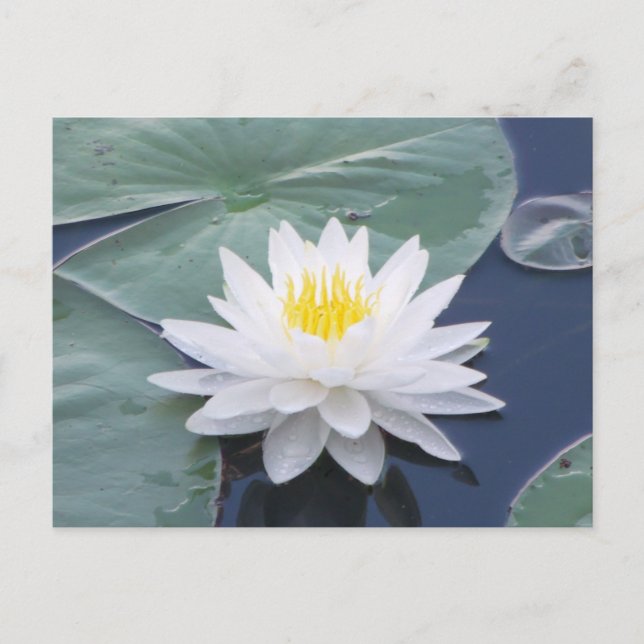 Carte postale Lilypad blanc (Devant)