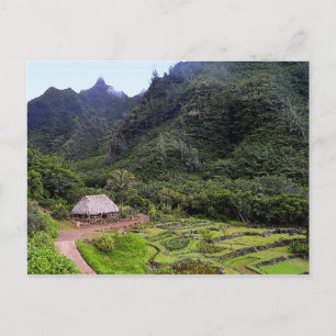 Carte Postale Limahuli Garden Champs Taro, Kauai