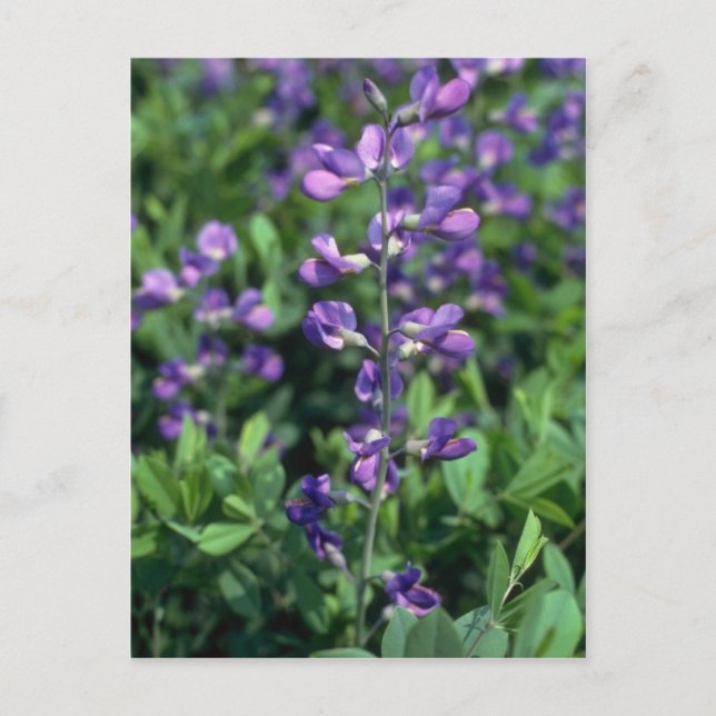 Carte Postale Lime Blue False Indigo (Baptisia Australis) flowe (Devant)