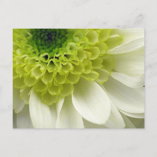 Carte Postale Lime Treat