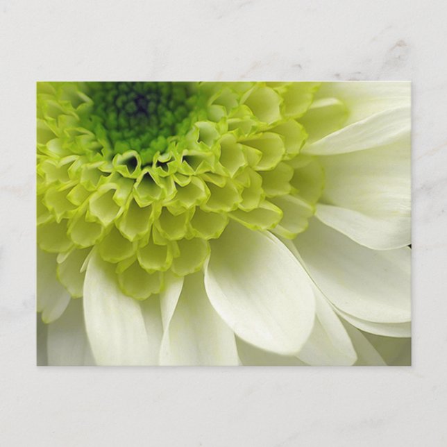 Carte Postale Lime Treat (Devant)